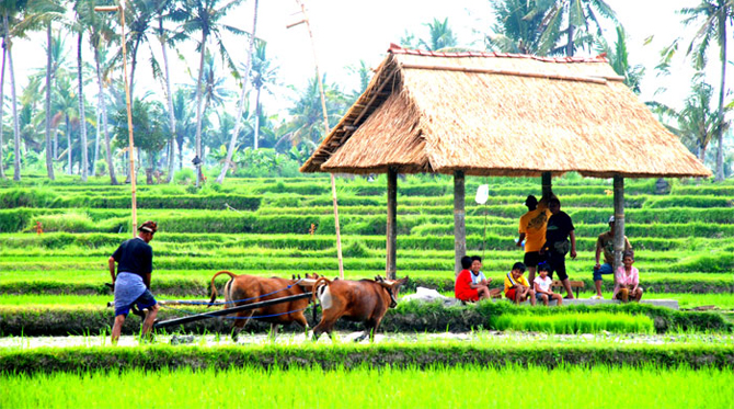 bali farmers