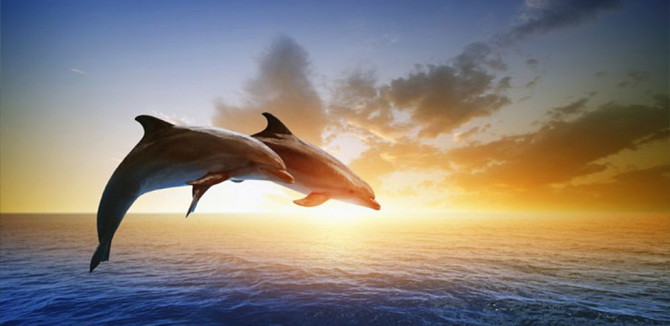 lovina dolphin