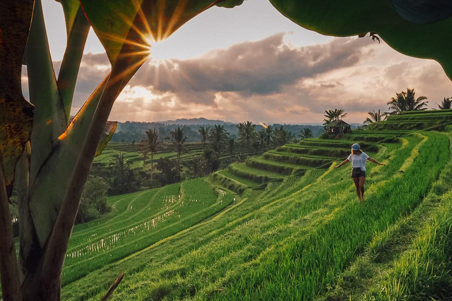 Jatiluwih Rice Terraces