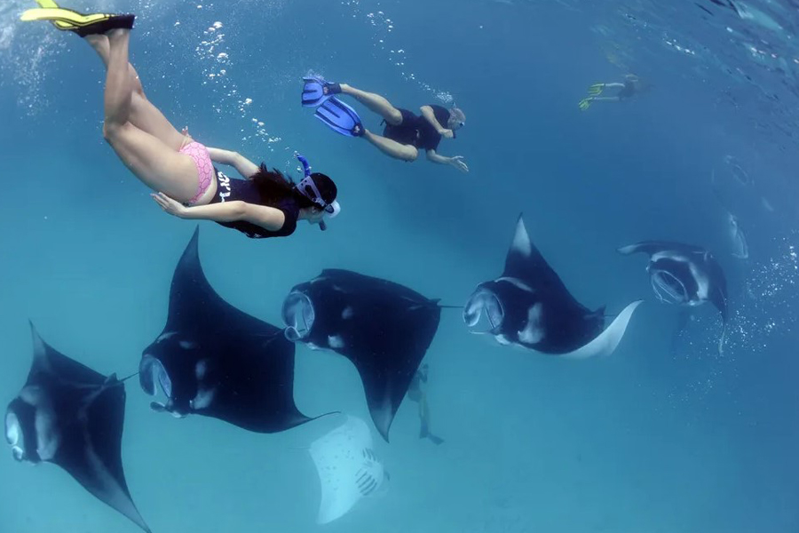 Manta Rays in Nusa Penida Waters