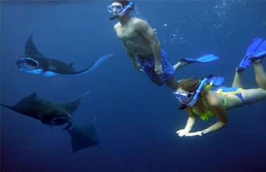 Manta Ray Nusa Penida