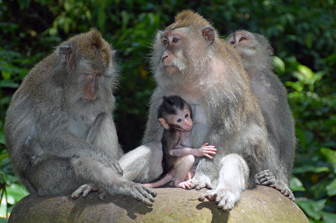 Ubud Monkey Forest