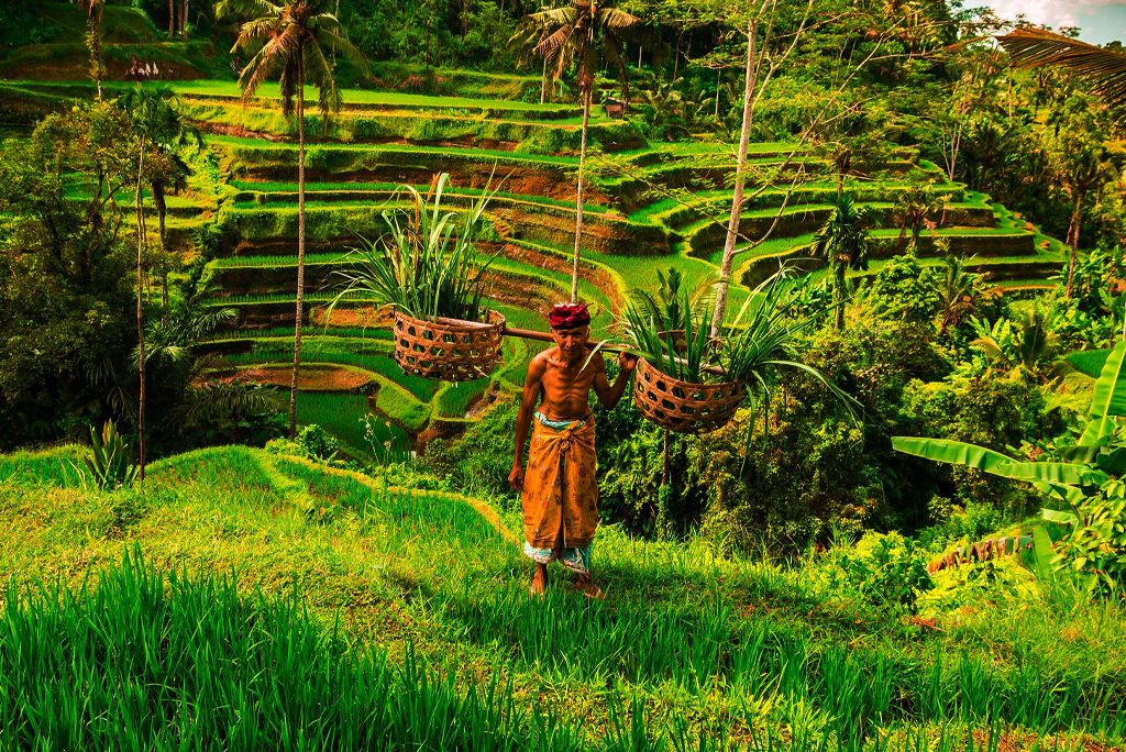 Tegalalang Rice Terraces